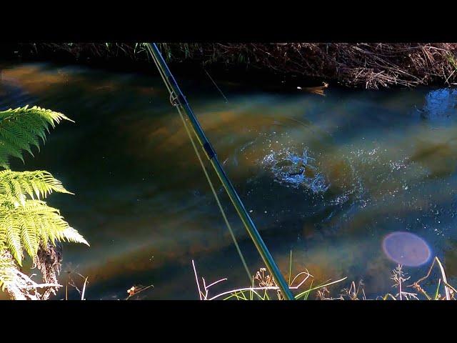 Fly fishing for trout for beginners