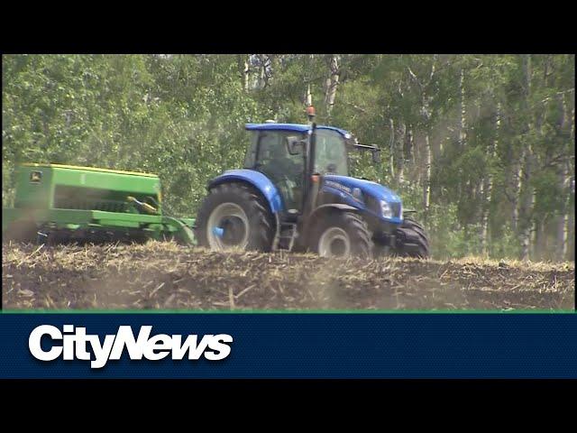 Canadian farmers to plant massive wheat crop