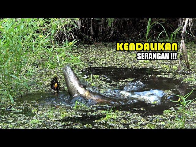 Goodjoob !!! Situasi ini yang paling ditunggu para pemancing liar #SG-326