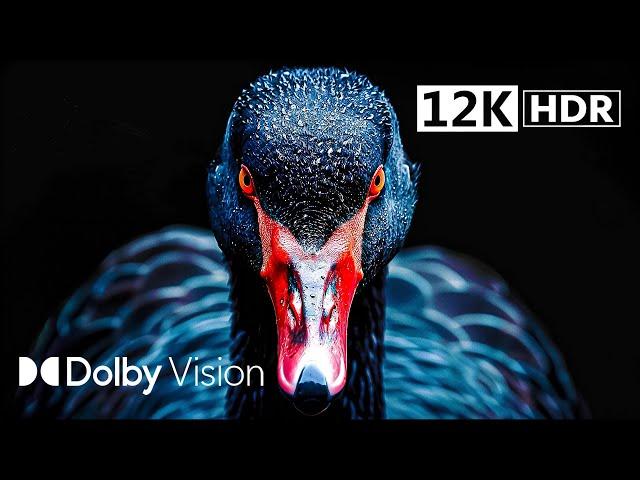 The Next Level of 12K DOLBY VISION™ HDR | OLED TEST DEMO [120FPS]