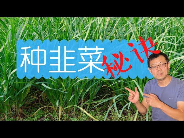 使用种子快速种韭菜，长得又粗又壮，3-4个月就可以收获！