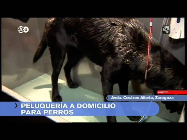 Peluquería canina a domicilio ENREDOGS en el programa "Aragón en abierto"