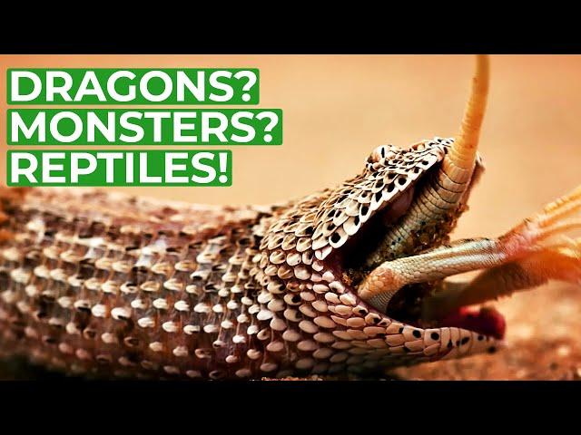 Wildlife - Just Reptiles | Free Documentary Nature