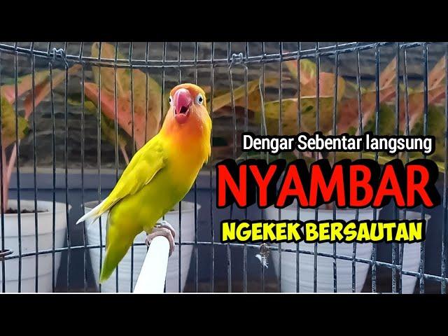 Suara Burung Lovebird Ngekek Panjang Ini AMPUH Memancing Labet Manasaja Jadi Fighter RAJIN NGEKEK