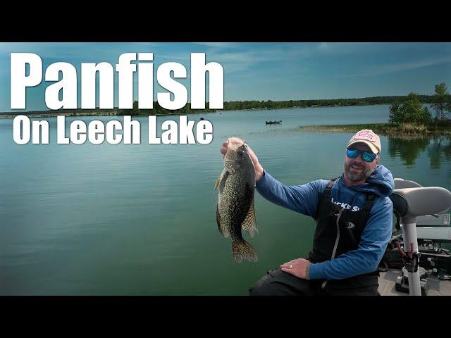 MIND-BLOWING Spring Panfish Secrets from a Leech Lake Expert!