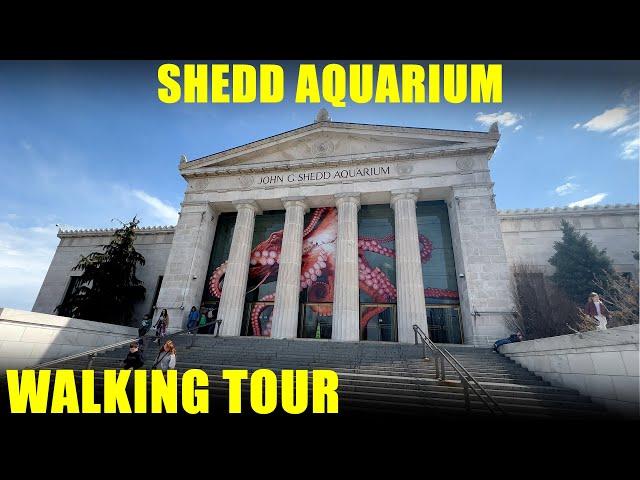 Shedd Aquarium Chicago - Walking Tour - Full Walkthrough  - 4K