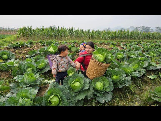 Mother and daughter together picked cabbage to sell at the market - lý thi My