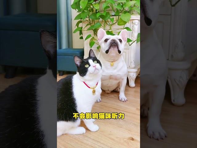 这9块9的宠物小金锁，也太有年味了吧！猫猫狗狗都能戴哦?? #萌宠好物#宠物项圈 #萌宠出道计划 #法斗 #猫咪#貓#狗#寵物#可愛#日常#shorts