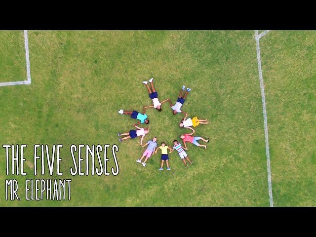 The Five Senses song | family music | school | home | reggae | kids