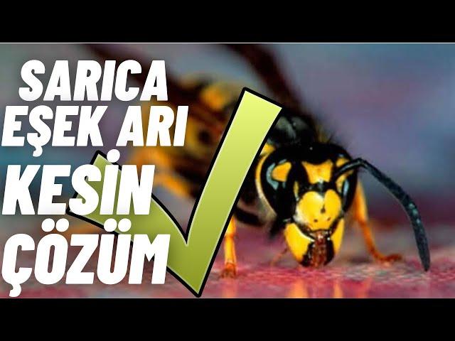 SARICA EŞEK ARILARI İÇİN TUZAK