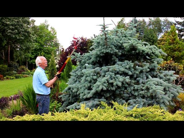 Pruning Conifers with Adrian Bloom