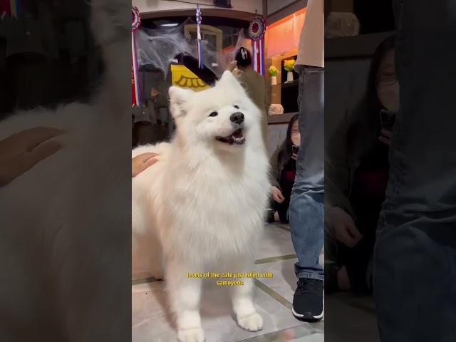 Famous Samoyed Cafe in Korea