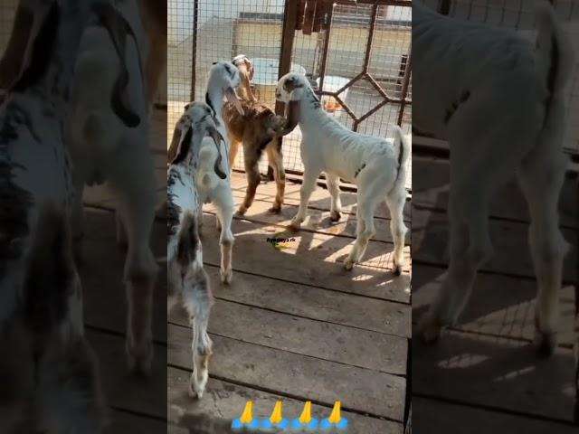 RK goat farming Ayodhya Faizabad#viral #shorts #youtubeshorts