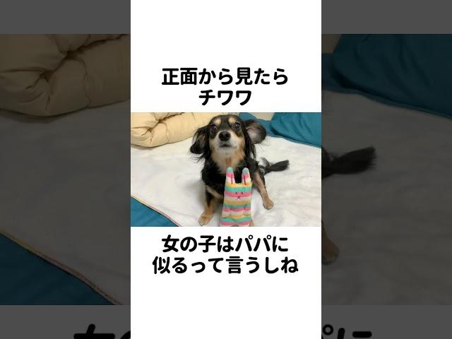 iPhoneの機能で我が子の犬種を調べてみた