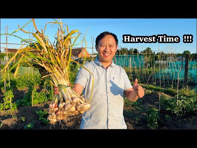 Garlic Harvest | Pruning & Caring Tomatoes Plants | लसुन | Gardening | NepaliFamilyUK | Nepali Vlog