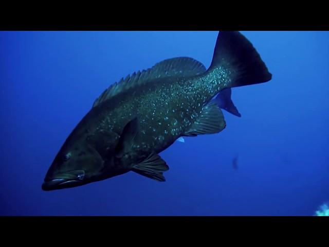 Spearfishing Azores - INHALE