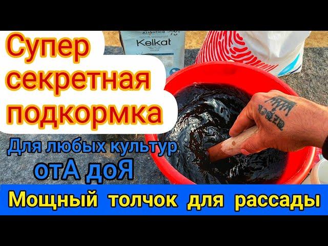 САМОЕ ЛУЧШЕЕ УДОБРЕНИЕ ДЛЯ РОСТА РАССАДЫ Помидор, Перца и Цветов.ЕСЛИ РАССАДА СОВСЕМ НЕ ХОЧЕТ РАСТИ