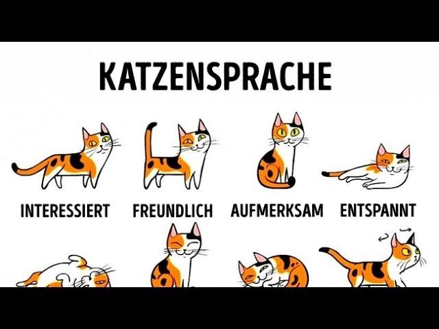 5 Wege, dich mit deiner Katze anzufreunden