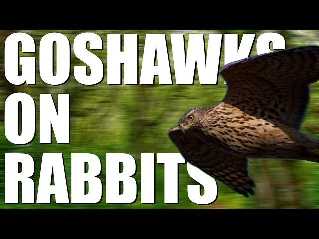 Goshawks on rabbits - fast-action footage