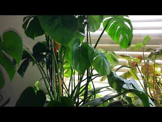 Trellising my Monstera Deliciosa on an Obelisk /