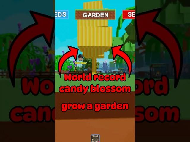 WORLD RECORD CANDY BLOSSOM IN GROW A GARDEN  #growagarden