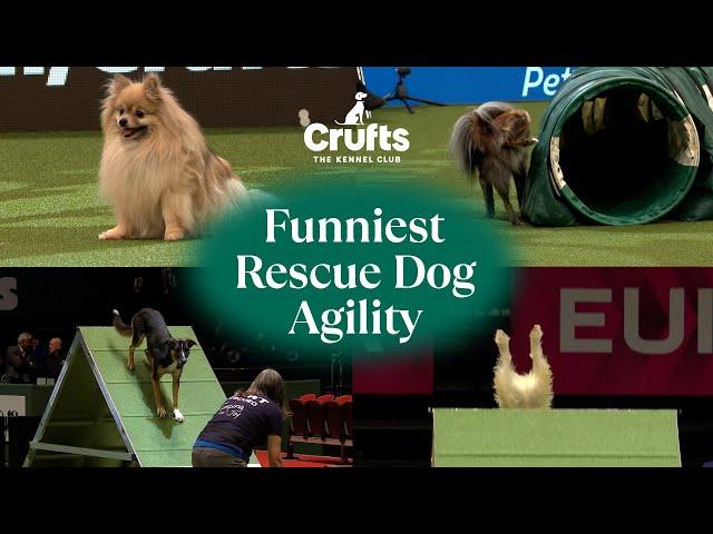 Adorable Pups Take on Agility 