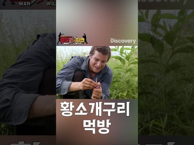 생태계 교란종, 거대 황소개구리 먹방