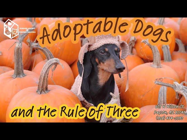 Adoptable Dogs and the Rule of Three