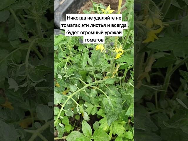 Никогда не удаляйте на томатах эти листья и всегда будет огромный урожай томатов #томаты #огород