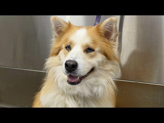 A Must-See Makeover On A Timid Rescue Dog