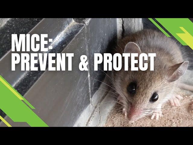 Mice - Prevent & Protect - Skedaddle's Three Step Process