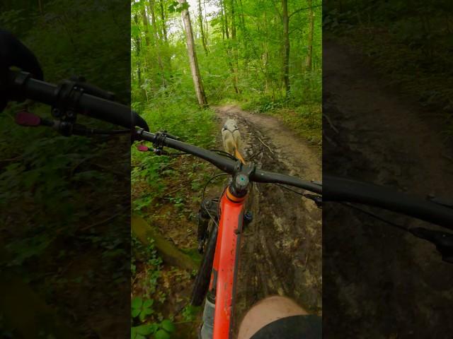 Would you try mountain biking with husky attached to your bike? 