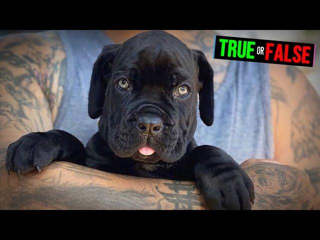 There Are 2 Types of Cane Corso - TRUE or FALSE
