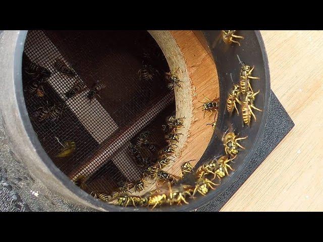 Wasp sucking machine XL