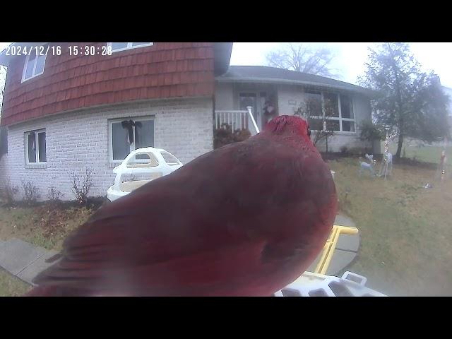 Daily Birdwatching - Netvue Birdfy Birdfeeder Cam - December 16, 2024