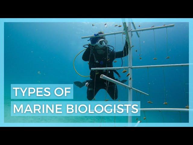 5 Types of Marine Biologists // Careers in Marine Biology