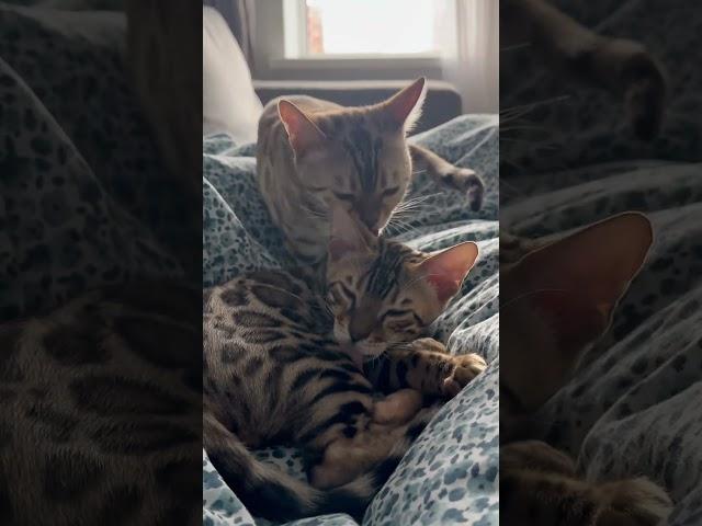 Bengal cats love #kitten #bengal #cat #catvideos #бенгалы #котята #бенгальские кошки