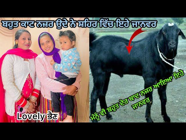 Lovely ਭੈਣ ਹੋਣੀ ਆਏ ਸਾਡੇ ਘਰ Lovely ਭੈਣ ਨਾਲ ਕੀਤਾ Enjoy || Deep Tannu Family Vlog