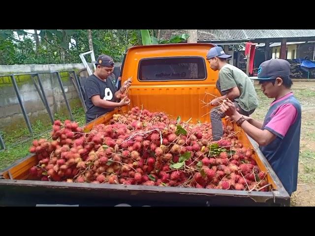 Berkah,,,satu pohon rambutan buahnya dapat di nikmati oleh santri yg jumlahnya ribuan