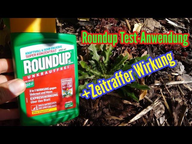 Anwendung Unkrautvernichter Roundup mit Zeitraffer Wirkung Roundup Pelargonsäure