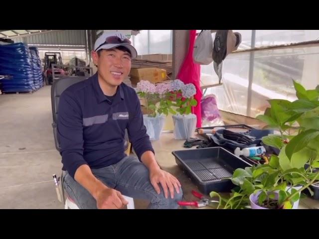 왕초보 수국재배하기  #1: 삽수 다듬기 (농원에 왕초보 교육생이 왔어요! 많은 응원부탁합니다^^