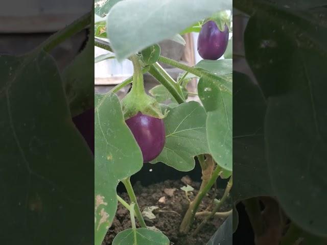 #vegetables#vegetablelovers#farming#organicfarming#brinjal#eggplant#village#homegarden#gardening