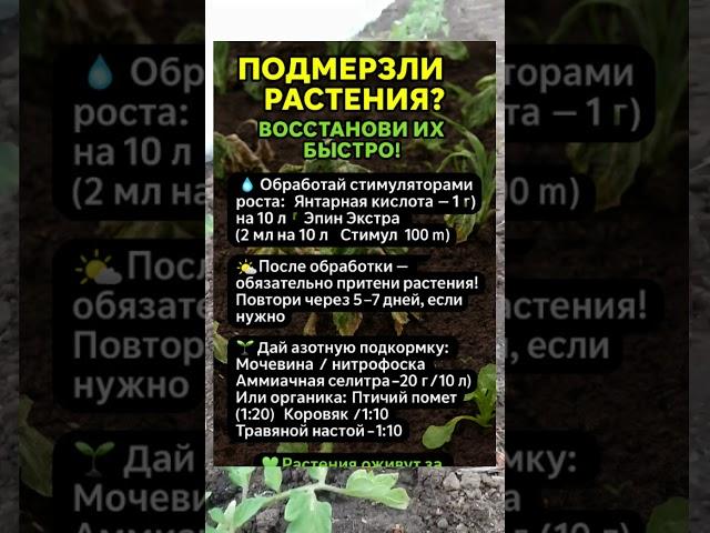  ПОДМЕРЗЛИ РАСТЕНИЯ? СПАСИ ИХ ЗА 1 ДЕНЬ! 