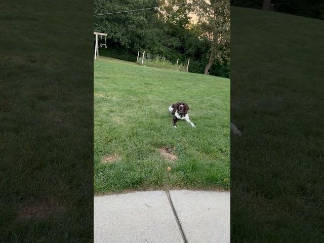 Kix the GSP makes a solid frisbee catch!   #germanshorthairedpointers