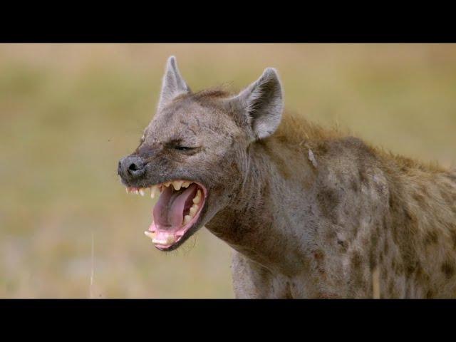 Wild Life - Spotted Hyenas Documentary 2020 Full HD 1080p