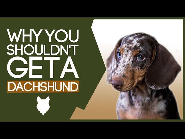 DACHSHUND! 5 Reasons You SHOULD NOT GET a Dachshund Puppy!