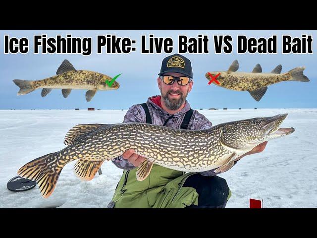 Does Dead Bait Out-fish Live Bait for Northern Pike?