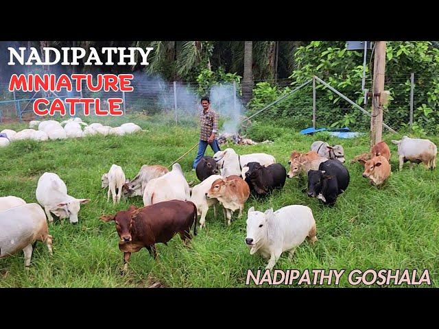 Nadipathy Miniature cattle | Nadipathy Goshala | #cute #insta #cow #yt #animals #farming