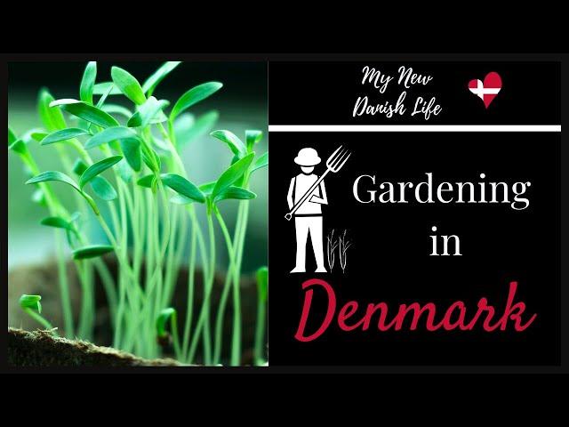 My Garden in Denmark (May 15, 2020) / American in Denmark / Expat Life