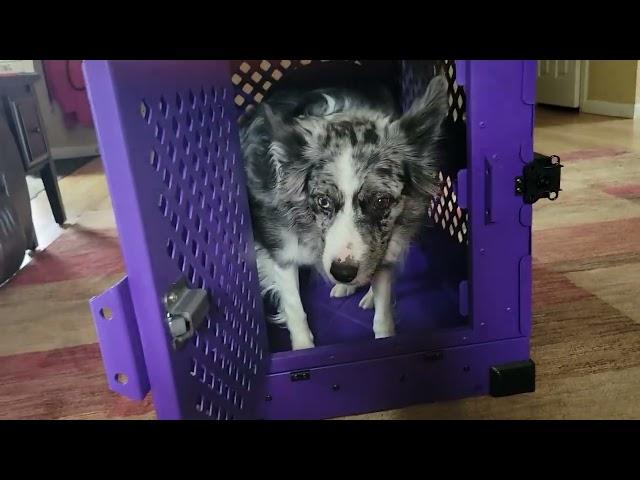 Impact Dog Crate | Review